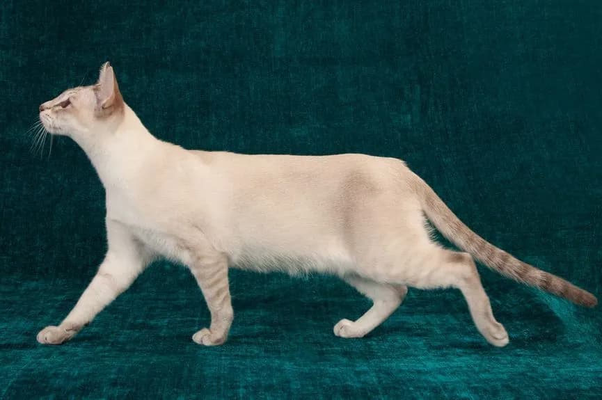 Ceny kotów tonkijskich w Polsce - co wpływa na ich wartość?