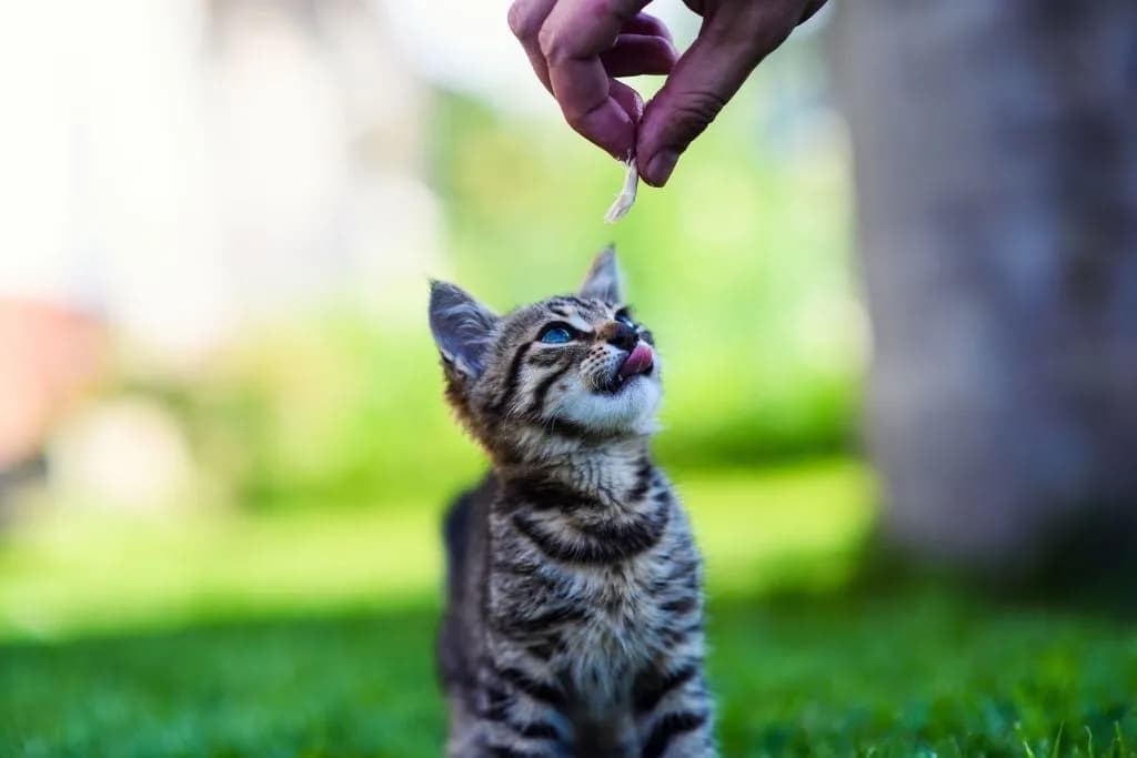 Jak często karmić małego kotka, aby zapewnić mu zdrowie i szczęście