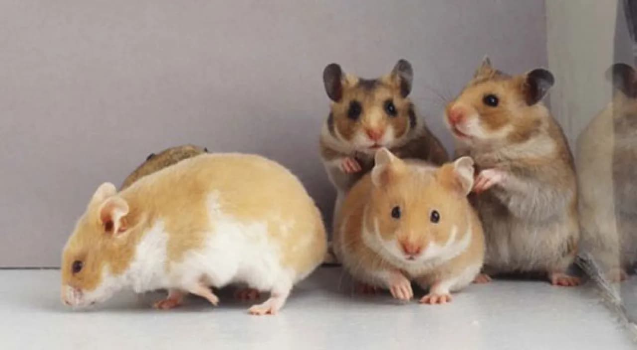 Jak rozmnażają się chomiki - uniknij błędów i zadbaj o młode